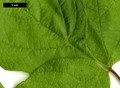 SpeciesSub: subsp. californicum var. texanum SpeciesSub: subsp. californicum var. texanum